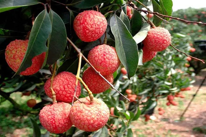 9 loại trái cây đặc sản miền Bắc được ưa chuộng nhất
