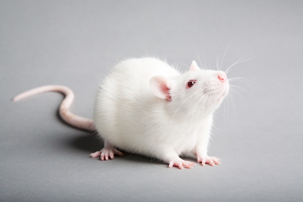 Nằm mơ thấy chuột đánh con gì? điềm báo gì? Số sê-ri của chuột là gì?