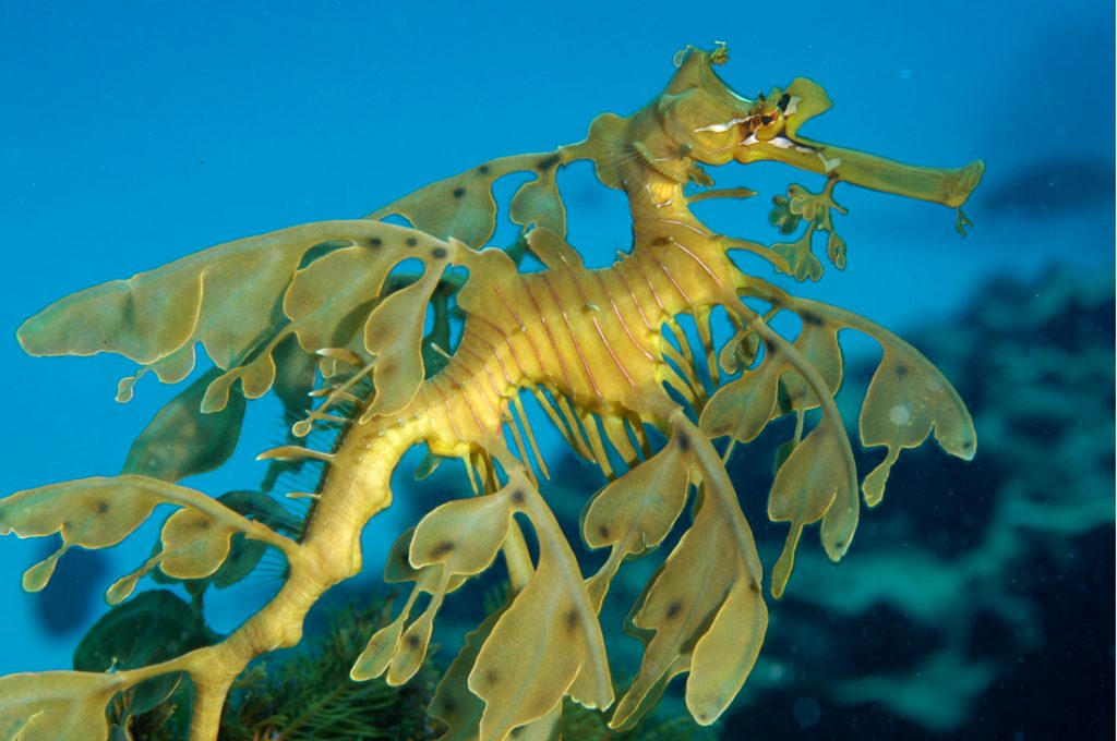 Top 10 loại Cá Cảnh Biển đẹp nhất và ưa chuộng nhất