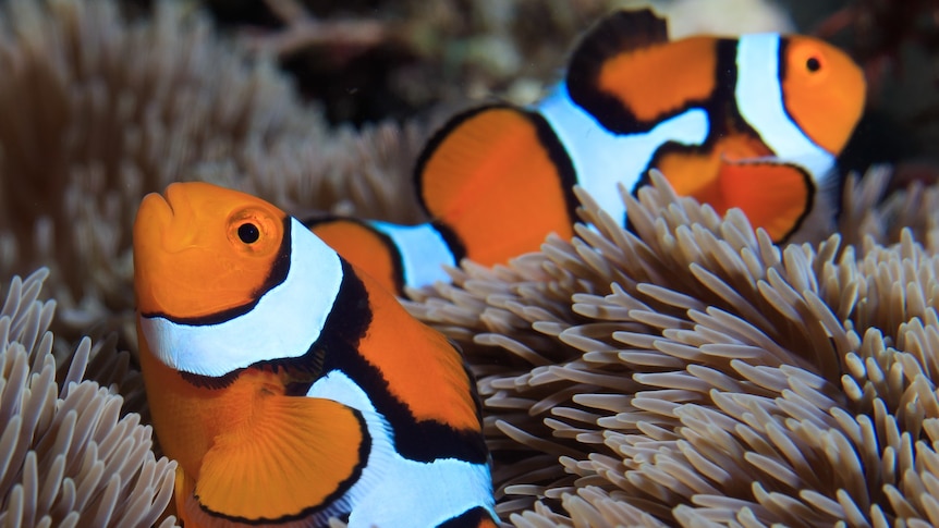 Top 10 loại Cá Cảnh Biển đẹp nhất và ưa chuộng nhất