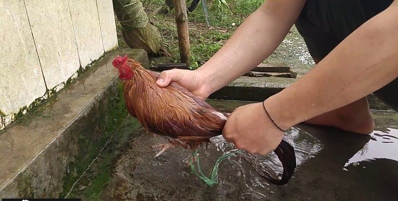 Phương pháp tắm gà chọi - cách om gà tốt nhất cho các sư kê