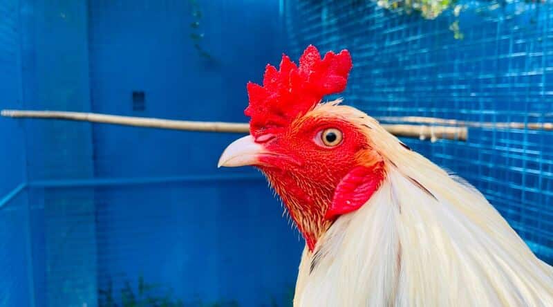 Giống Gà – Giống gà có khả năng chiến đấu mạnh mẽ ở Việt Nam
