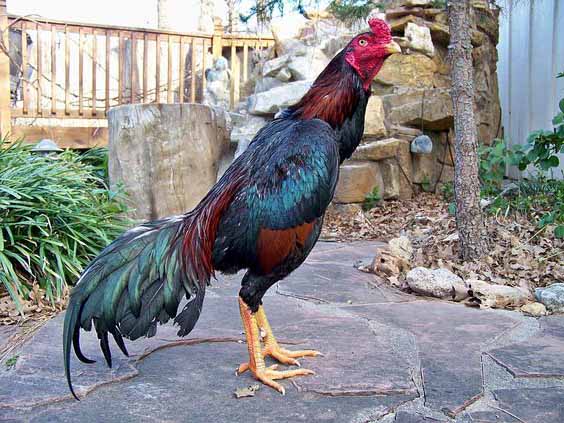 Những dòng gà Asil tốt nhất của Pakistan được ưa chuộng nhất trong số các loại gà chọi