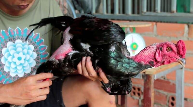 Giống Gà – Giống gà có khả năng chiến đấu mạnh mẽ ở Việt Nam